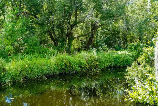 Sunlit grasses and trees along the water at Sawgrass Park