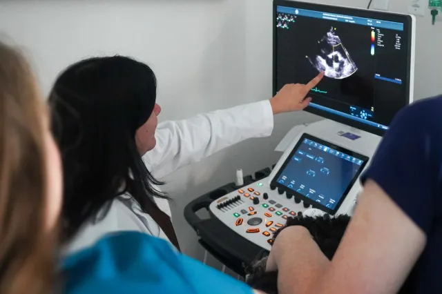 A veterinarian pointing out details on an ultrasound monitor to her colleagues