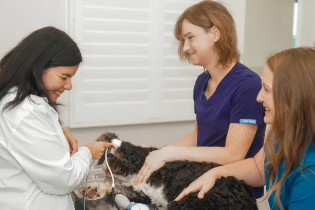 The veterinary team caring for a dog during a cardiology examination
