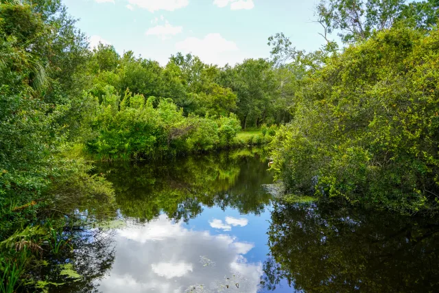 Clouds and trees reflected in still water at Sawgrass Park