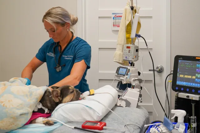 A veterinarian monitoring a patient during treatment