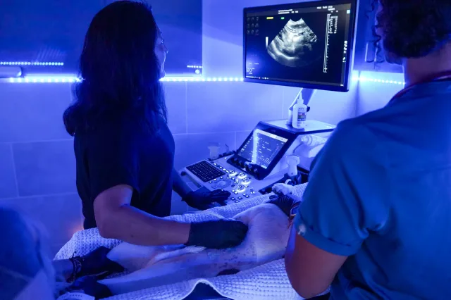 Veterinary colleagues performing an ultrasound examination in a blue-lit treatment room