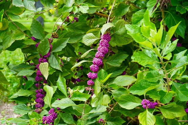 Purple berries among green leaves at Sawgrass Park