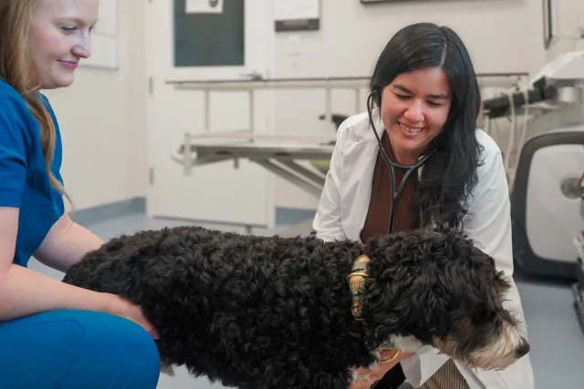 A veterinarian smiling while listening to a dog with a stethoscope