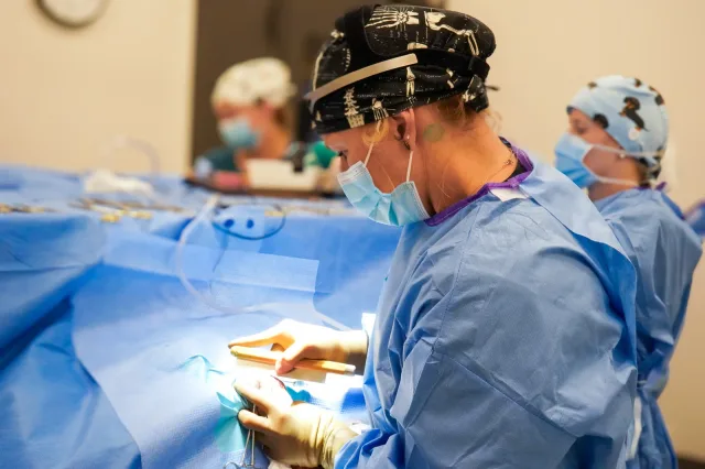 Veterinary surgeons working together in the operating room